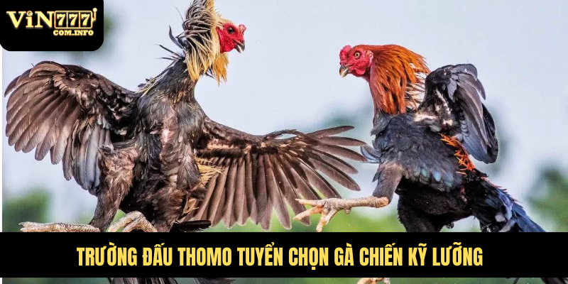Trường đấu Thomo tuyển chọn gà chiến kỹ lưỡng