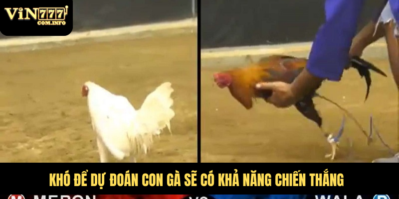 Khó để dự đoán con gà sẽ có khả năng chiến thắng