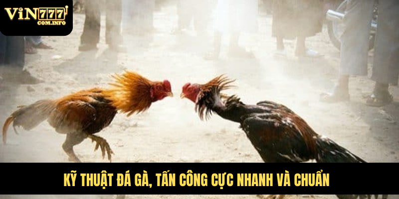 Cần huấn luyện tích cực để gà quen cách tấn công