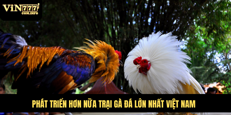 Phát triển hơn nữa trại gà đá lớn nhất Việt Nam